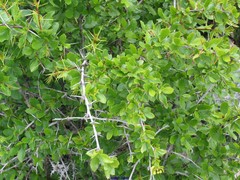 Berberis hispanica