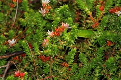 Sedum moranense