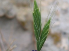Brachypodium distachyon