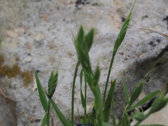 Brachypodium distachyon