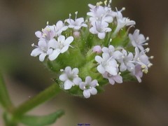 Valerianella discoidea