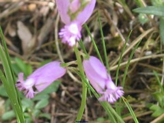 Polygala boissieri