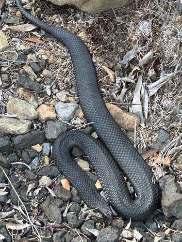 Lowlands Copperhead sighting