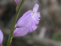 Polygala boissieri