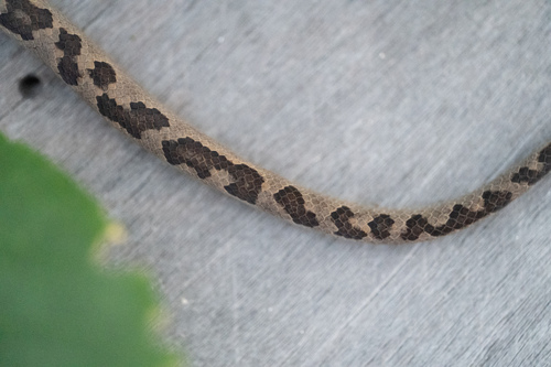 Southern Bahamas boa