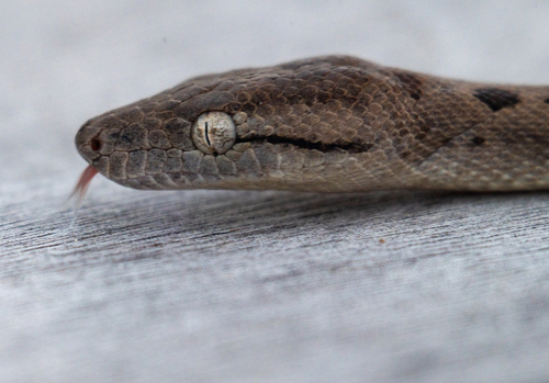 Southern Bahamas boa