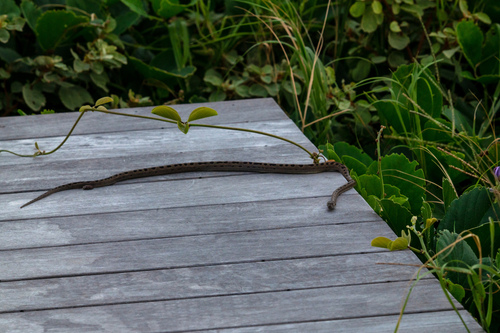 Southern Bahamas boa
