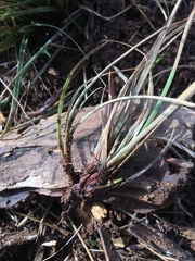 Carex xerophila