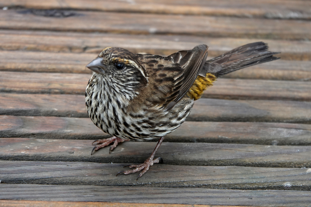 Chinese White-Browed Rosefinch