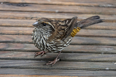 Chinese White-Browed Rosefinch photo 1
