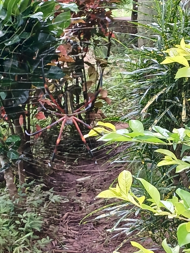 Nephila constricta