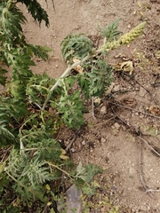 Ambrosia arborescens