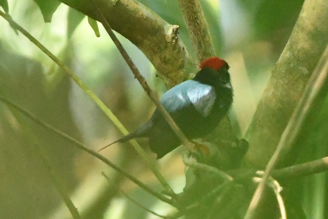 Lance-tailed Manakin (Chiroxiphia lanceolata), photo 8