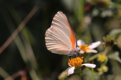 Mylothris bernice