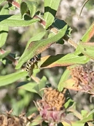 Unknown species found near East Nashville, Nashville, TN, USA