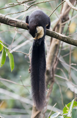 Black Giant Squirrel, Arunachal Pradesh, IN, photo 10 of 10