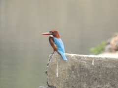Halcyon smyrnensis