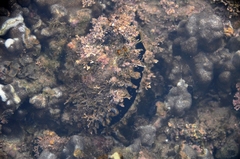 Pinctada mazatlanica