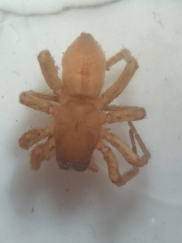 Clubiona terrestris