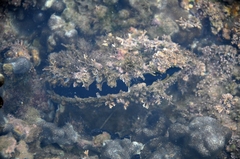 Pinctada mazatlanica