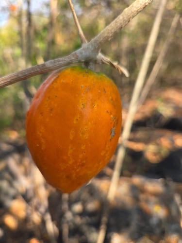 Ibervillea fusiformis