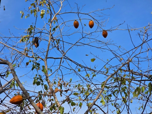 Ibervillea fusiformis