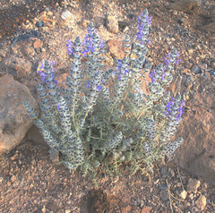Salvia lanigera