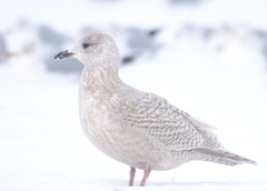 Larus glaucoides kumlieni
