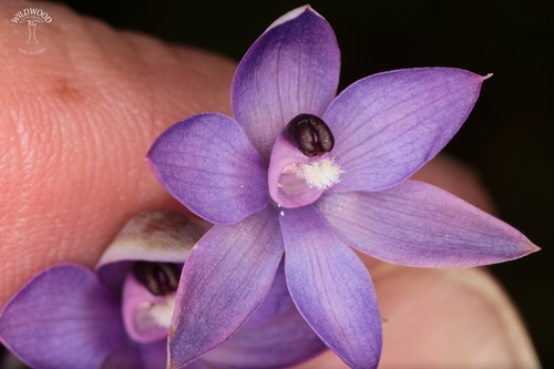 Dark-tipped Sun Orchid (Thelymitra cyanapicata)