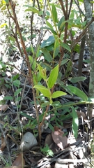 Campomanesia pubescens