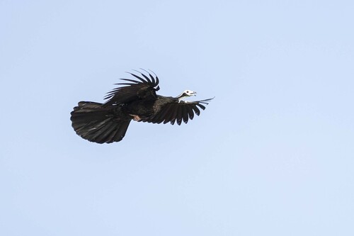 White-throated Piping Guan (Pipile grayi), photo 7