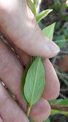 Campomanesia pubescens