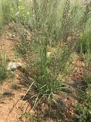 Pogonarthria squarrosa