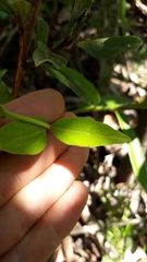 Campomanesia pubescens