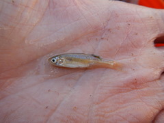 Cyprinella lutrensis