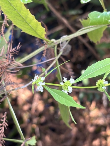 taperleaf waterhorehound (Lycopus rubellus)