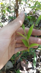 Campomanesia pubescens