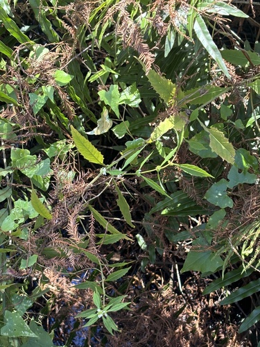 Lycopus rubellus, photograph 6