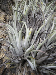 Tillandsia pueblensis