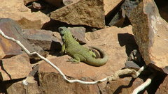 Phymaturus loboi