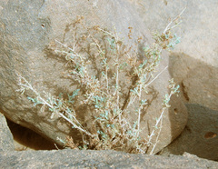 Artemisia sieberi