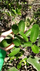 Davilla elliptica