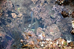 Aglaophenia diegensis