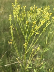 Senecio pentactinus