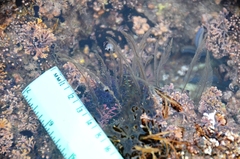 Aglaophenia diegensis