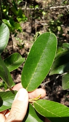 Davilla elliptica