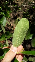 Davilla elliptica