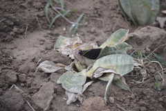 Pereute charops charops