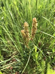 Acalypha caperonioides