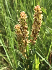 Acalypha caperonioides